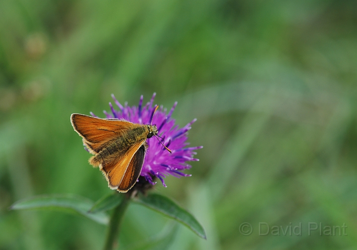 Small skipper - A.JPG - Small skipper - Cleeve Hill